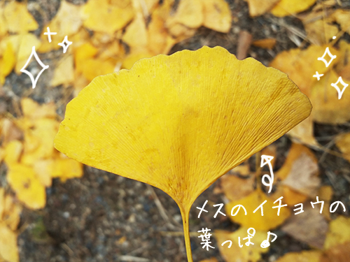 イチョウの葉っぱ.jpg